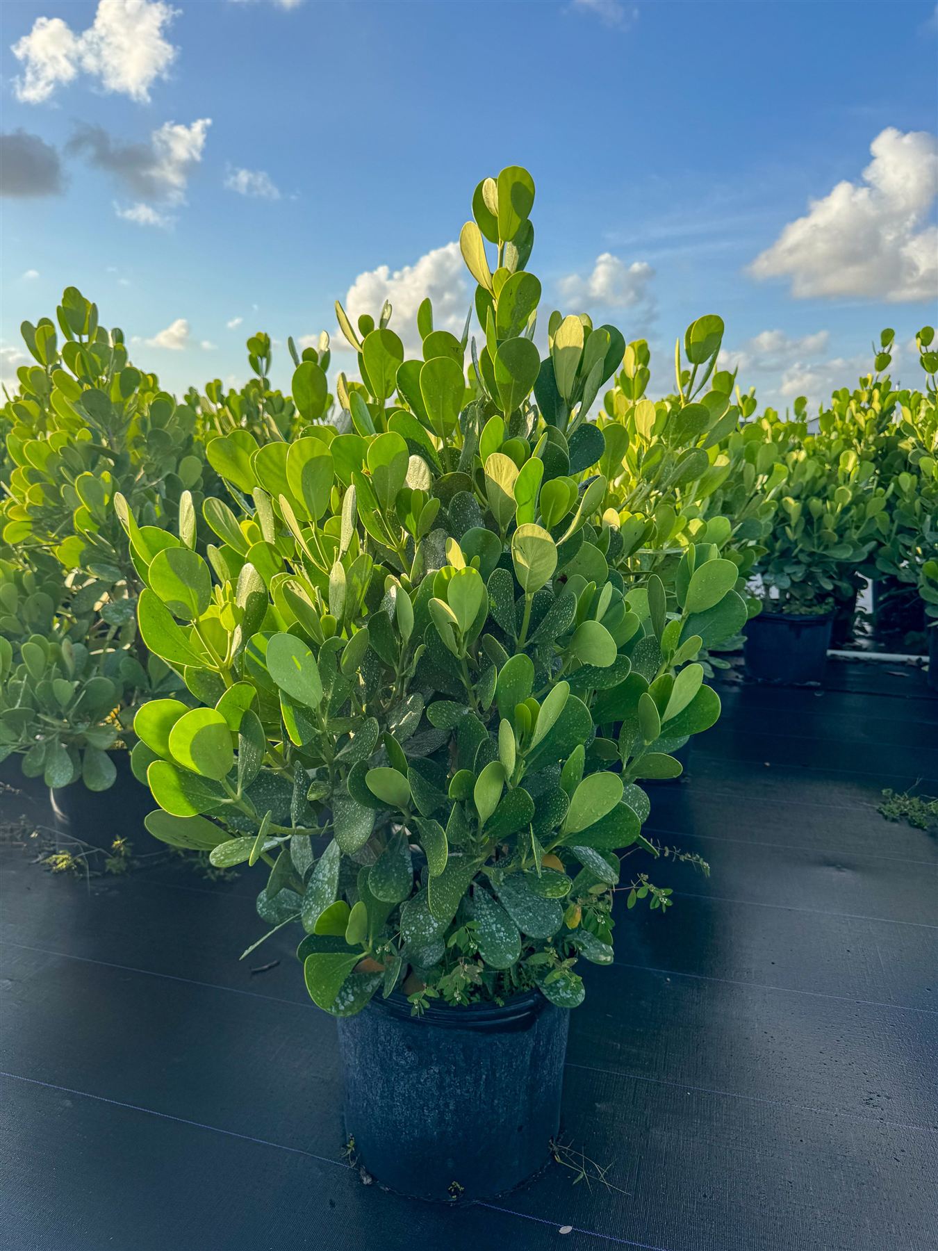A potted clusia shrub outdoors under a blue sky.