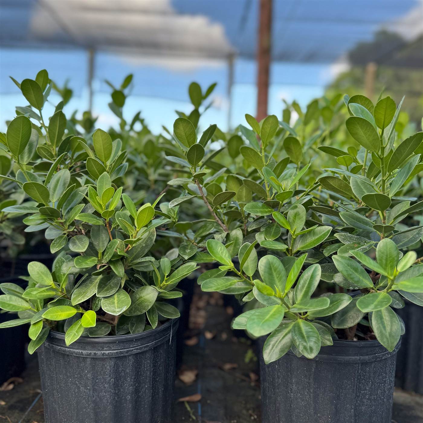 Two potted plants with oval leaves in a greenhouse.