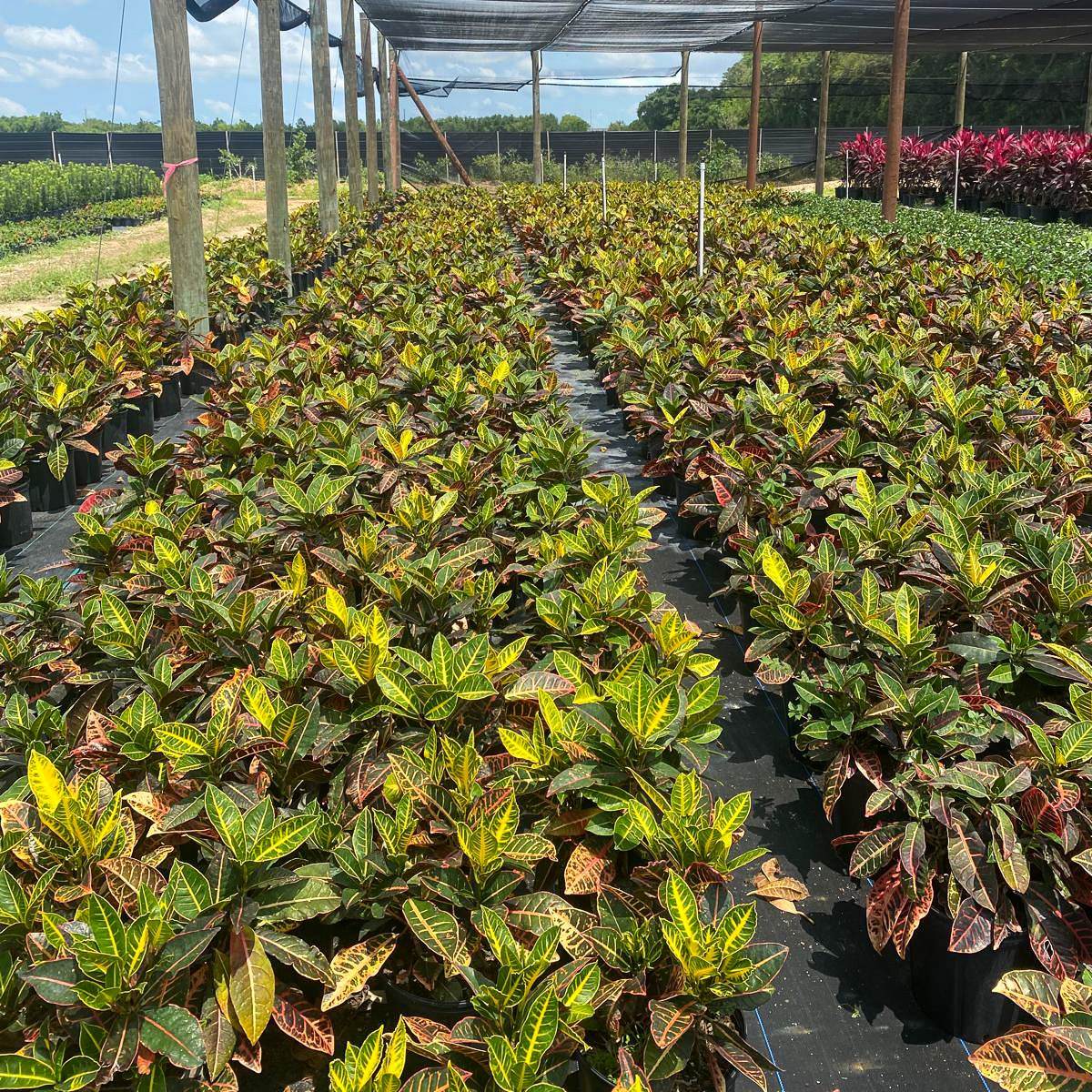Rows of potted, colorful foliage plants in a shaded greenhouse.