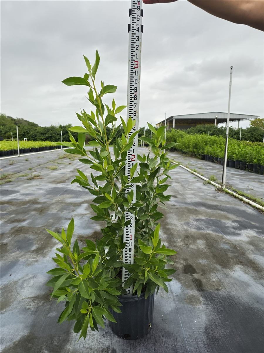 A 3-gallon green buttonwood next to a measuring stick.