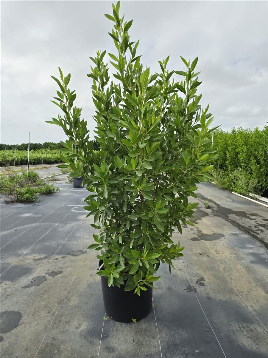 A tall 7-gallon green buttonwood.