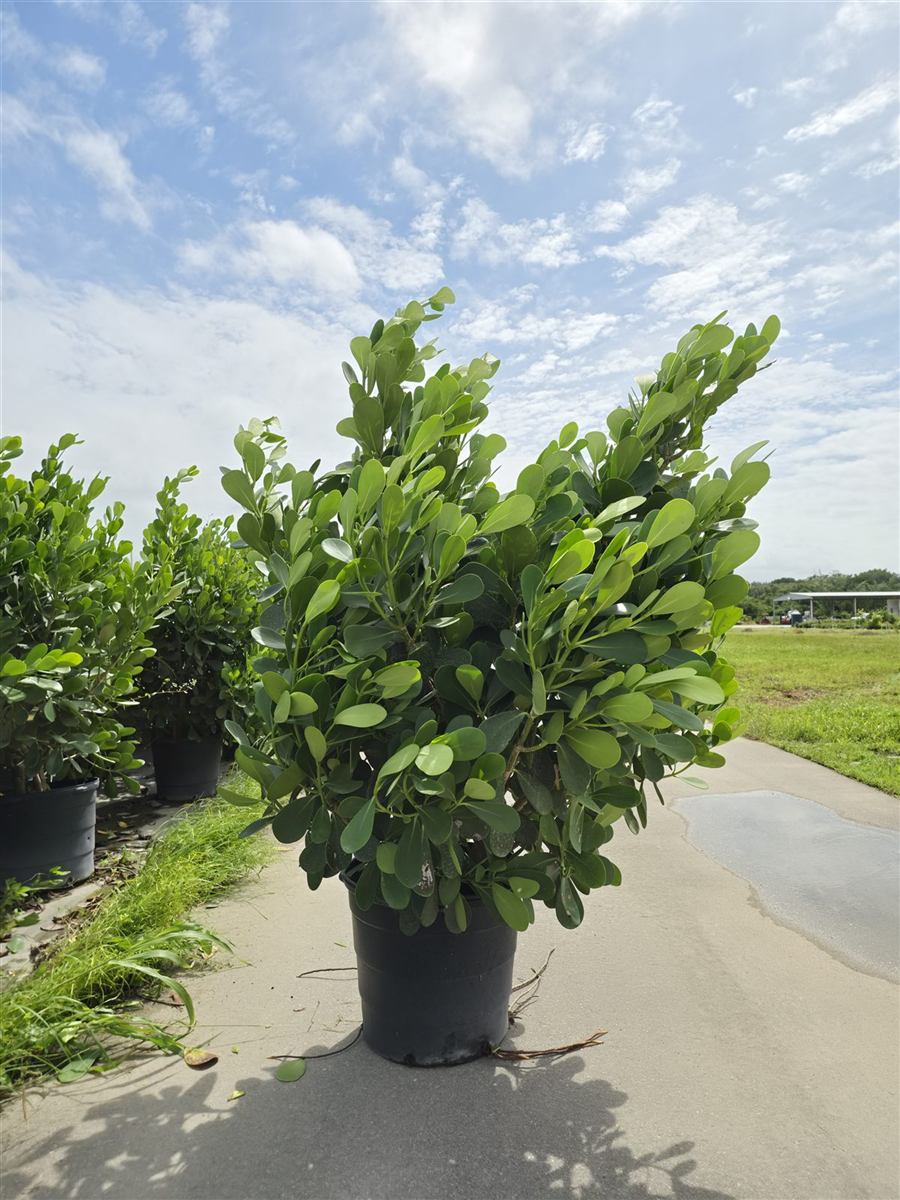 A tall 15-gallon clusia on the nursery path.