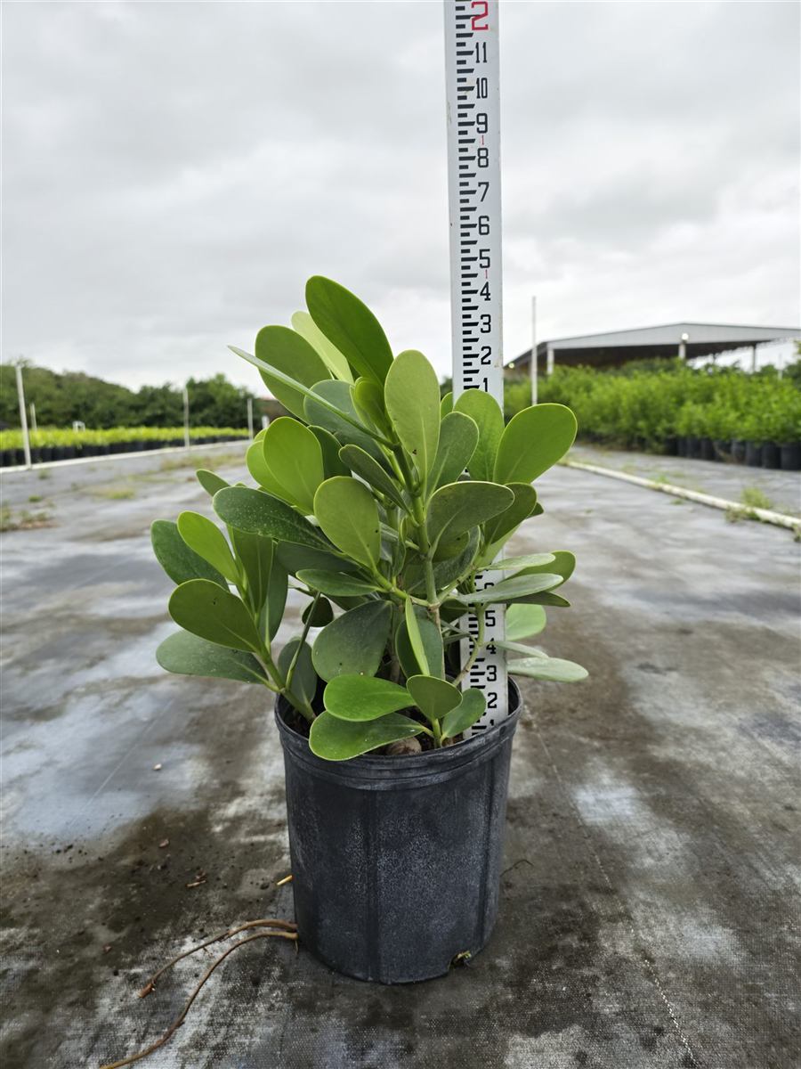 A 3-gallon clusia next to a measuring stick.