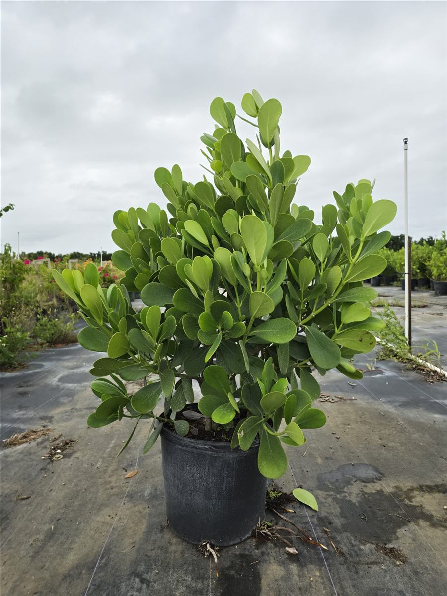A full 7-gallon clusia in the nursery.