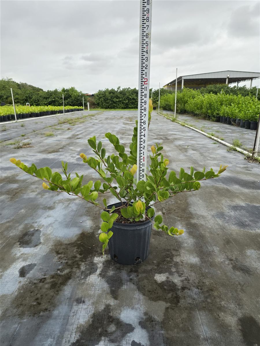A 3-gallon red tip cocoplum next to a measuring stick.