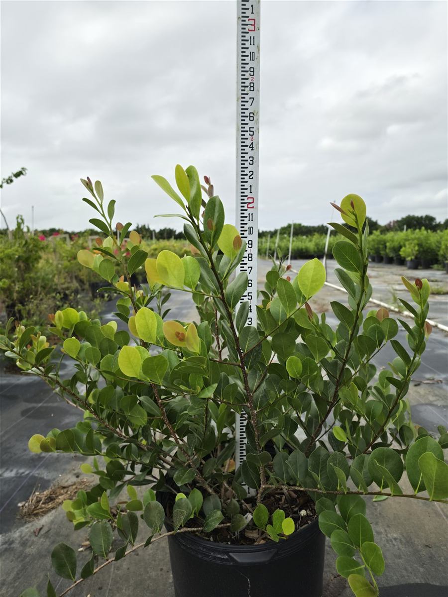 A 7-gallon red tip cocoplum with rounded leaves and red new growth.