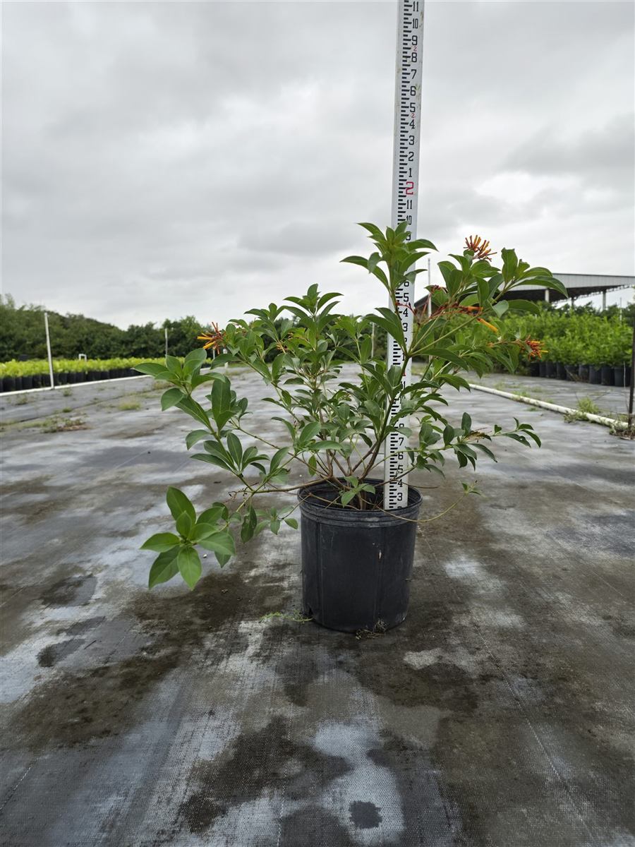 A 3-gallon firebush in flower next to a measuring stick.