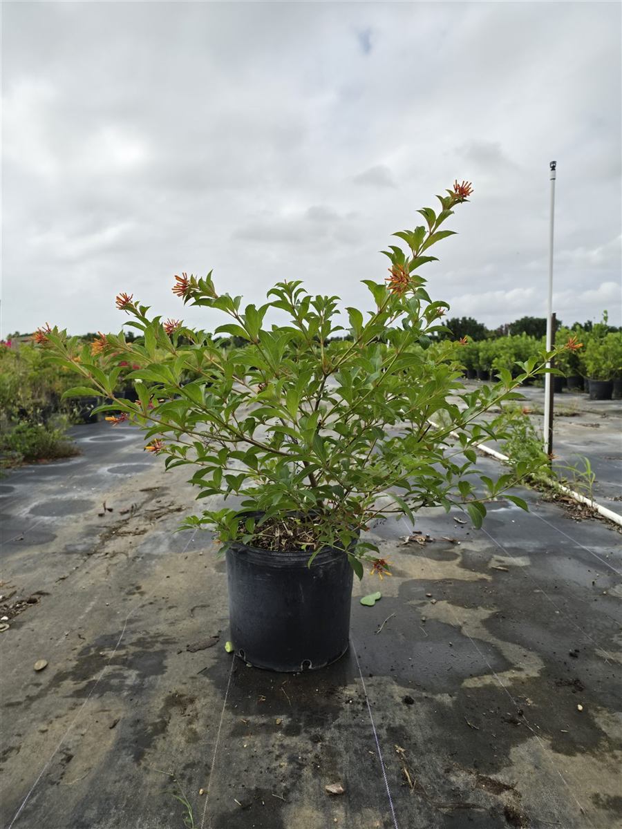 A 7-gallon firebush with orange-red flowers.