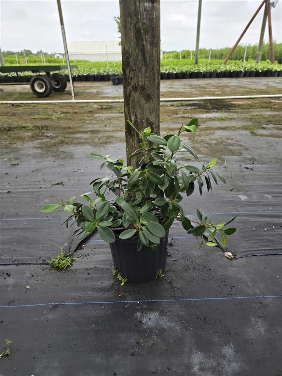 A 3-gallon green island ficus.