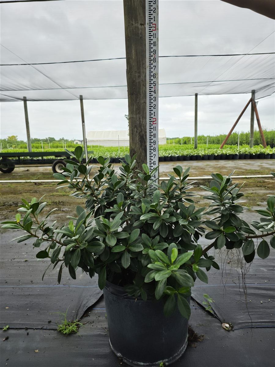 A full 7-gallon green island ficus with glossy leaves.
