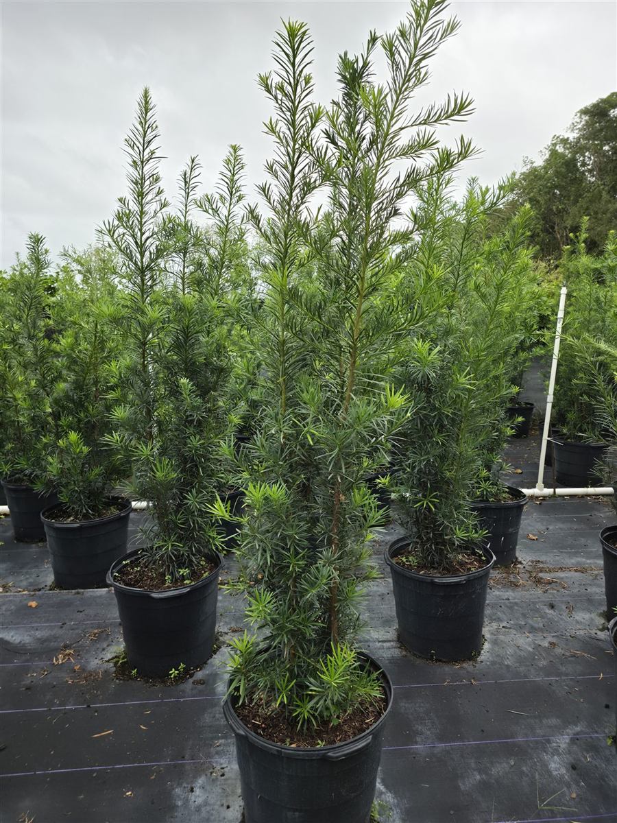 Tall 15-gallon podocarpus in the nursery.