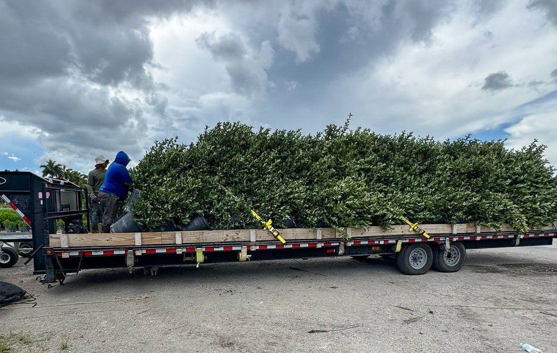 A flatbed trailer loaded with potted hedge plants.